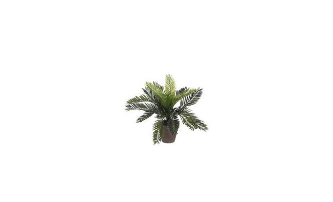 Cycas palm in pot d34h33cm groen