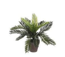 Cycas palm in pot d34h33cm groen