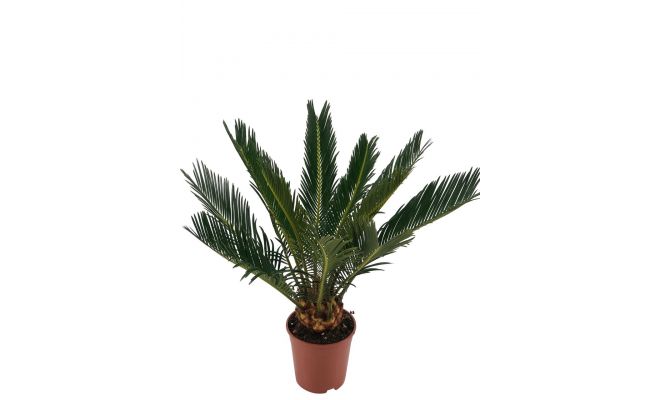 Cycas Revoluta (Varenpalm), p14 , h 40 cm