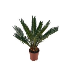 Cycas Revoluta (Varenpalm), p14 , h 40 cm