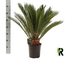 Cycas revoluta, pot 17 cm, h 60 cm