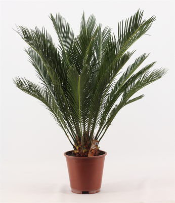 Cycas revoluta (Varenpalm), pot 17 cm, h 60 cm