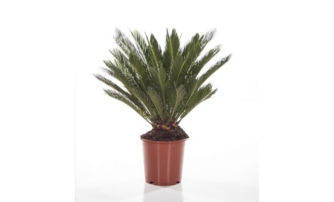 Cycas Revoluta (Varenpalm), pot 25 cm, h 90 cm