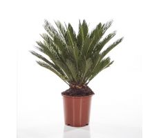 Cycas Revoluta (Varenpalm), pot 25 cm, h 90 cm