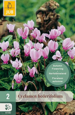Cyclamen hederifolium, 2 stuks