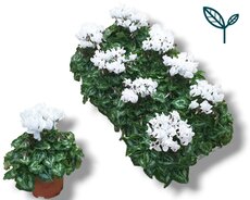 Cyclamen KL 'Compact, pot 10,5 cm, h 25 cm