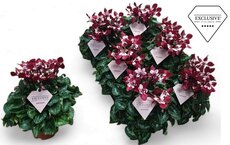 Cyclamen KL 'Djix, pot 10,5 cm, h 20 cm - afbeelding 2