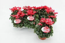 Cyclamen KL 'Djix, pot 10,5 cm, h 20 cm - afbeelding 3