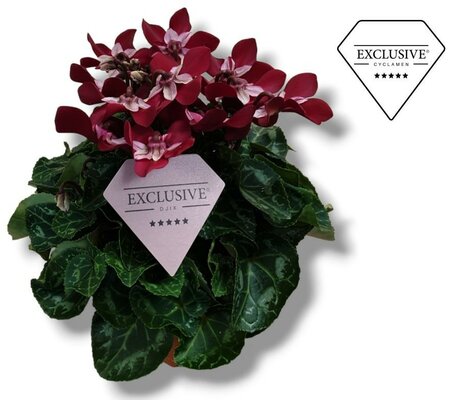 Cyclamen KL 'Djix, pot 10,5 cm, h 20 cm - afbeelding 1