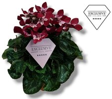 Cyclamen KL 'Djix, pot 10,5 cm, h 20 cm - afbeelding 3