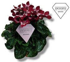 Cyclamen KL 'Djix, pot 10,5 cm, h 20 cm - afbeelding 1