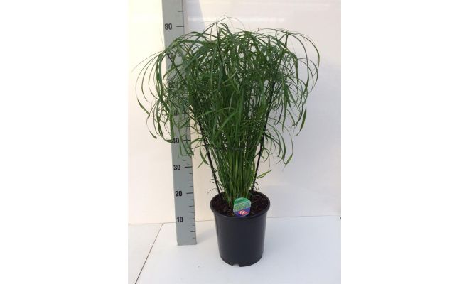 Cyperus Alternifolius Gracilic, pot 14 cm, h 50 cm