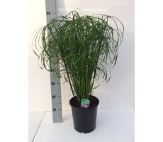 Cyperus Alternifolius Gracilic, pot 14 cm, h 50 cm