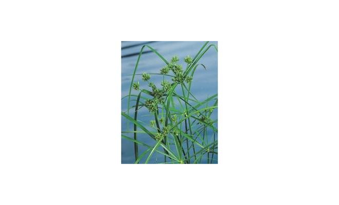 Cyperus alternifolius P9 - afbeelding 1