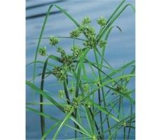 Cyperus alternifolius P9 - afbeelding 1