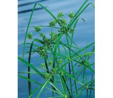 Cyperus alternifolius P9 - afbeelding 2