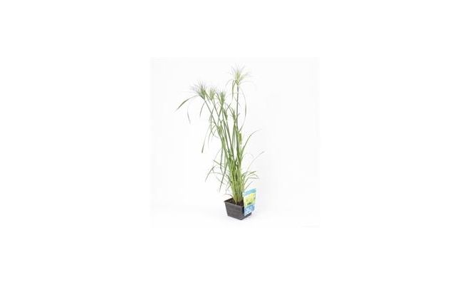 Cyperus percamenthus P18