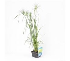 Cyperus percamenthus P18