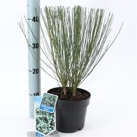 Cytisus praecox Albus, pot 17 cm, h 50 cm