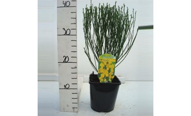 Cytisus scoparius Vanesse, pot 17 cm, h 25 cm - afbeelding 1