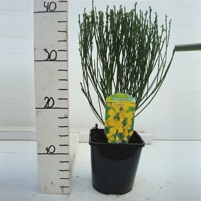 Cytisus scoparius Vanesse, pot 17 cm, h 50 cm