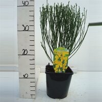 Cytisus scoparius Vanesse, pot 17 cm, h 50 cm