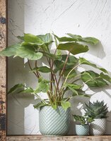 Daan pot rond groen - h6,5xd7,5cm - afbeelding 3
