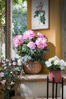 Daan pot rond l.roze - h6,5xd7,5cm - afbeelding 3