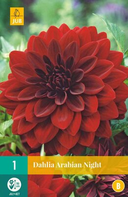 Dahlia arabian night 1st