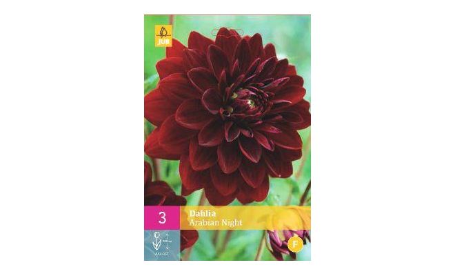 Dahlia arabian night 3st - afbeelding 1