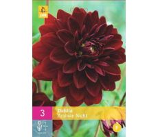 Dahlia arabian night 3st - afbeelding 4