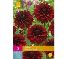 Dahlia arabian night 3st - afbeelding 2