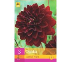 Dahlia arabian night 3st - afbeelding 4