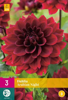 Dahlia arabian night 3st