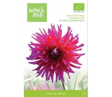 Dahlia bio orfeo 1st - afbeelding 3