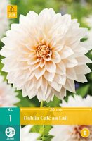 Dahlia cafe au lait 1st