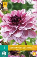 Dahlia creme de cassis 1st