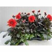 Dahlia 'Dahlinova Tempt Red, pot 17 cm, h 40 cm