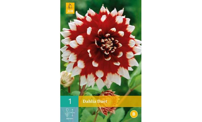 Dahlia duet 1st - afbeelding 1