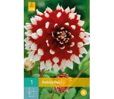 Dahlia duet 1st - afbeelding 4