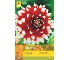 Dahlia duet 1st - afbeelding 2