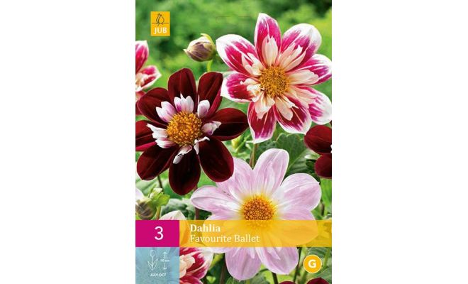 Dahlia favourite ballet 3st - afbeelding 1
