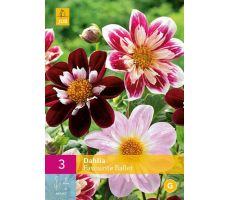 Dahlia favourite ballet 3st - afbeelding 4