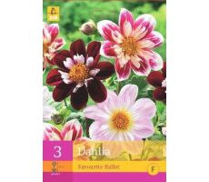 Dahlia favourite ballet 3st - afbeelding 4