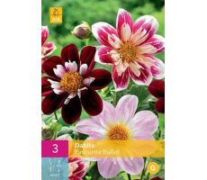 Dahlia favourite ballet 3st - afbeelding 3
