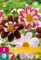 Dahlia favourite ballet 3st