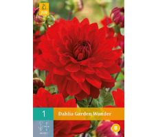 Dahlia garden wonder 1st - afbeelding 4