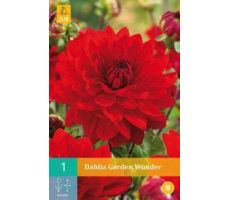 Dahlia garden wonder 1st - afbeelding 2