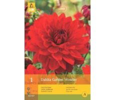 Dahlia garden wonder 1st - afbeelding 4
