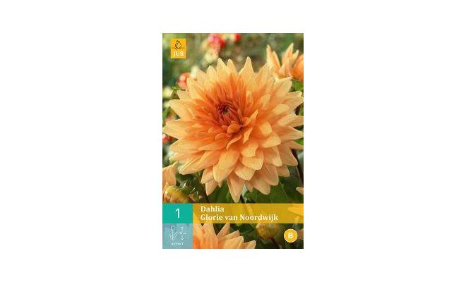 Dahlia glorie van noordwijk 1st - afbeelding 1